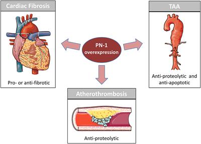 Protease Nexin-1 in the Cardiovascular System: Wherefore Art Thou?